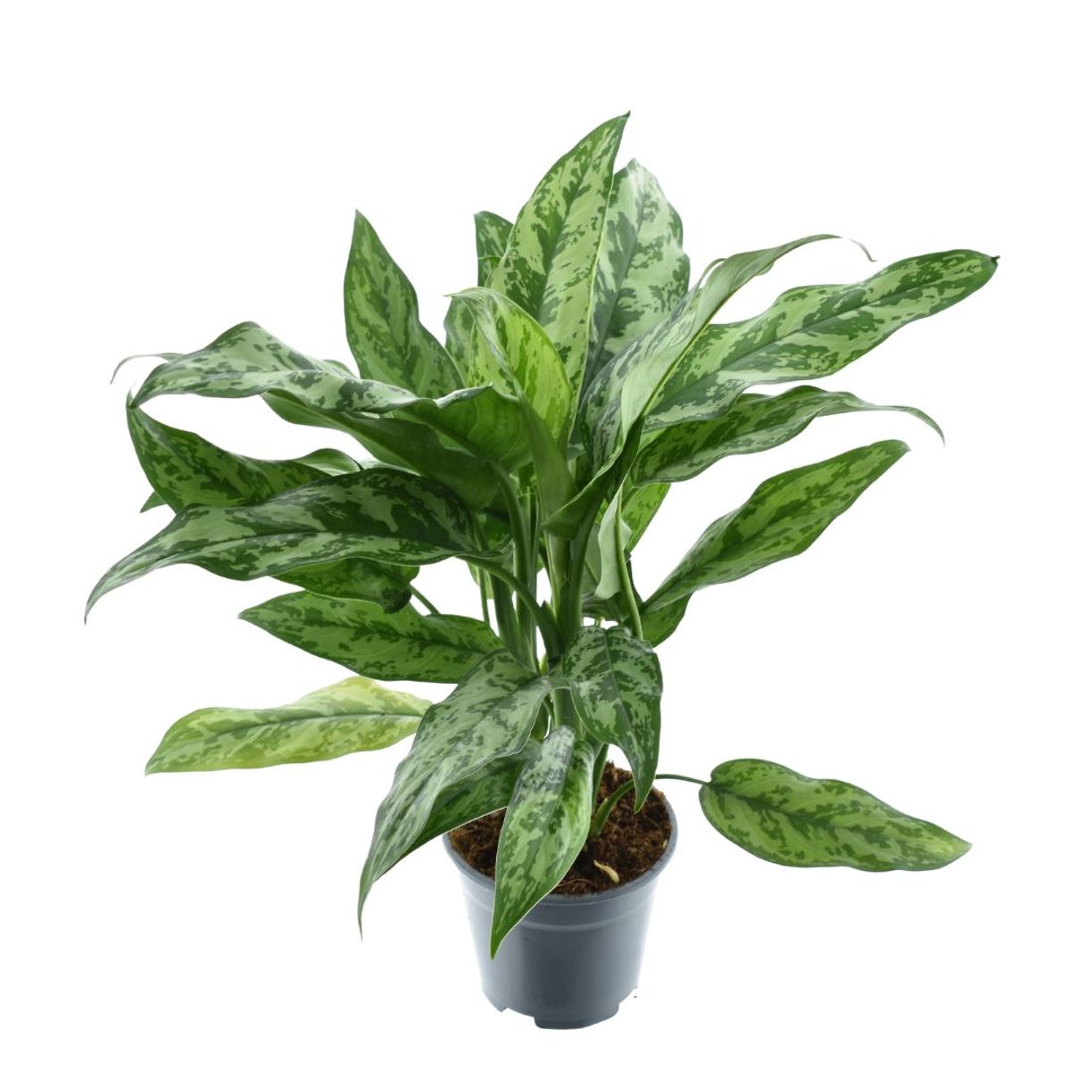 Aglaonema 'Romeo' — Plant Wholesale FlorAccess