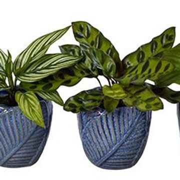 Calathea MIX