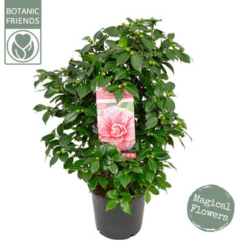Camellia japonica 'Bonomiana'