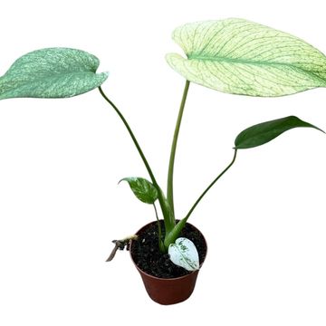 Monstera MINT