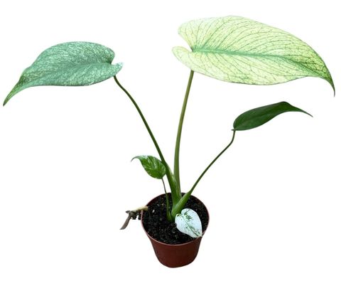 Монстера MINT