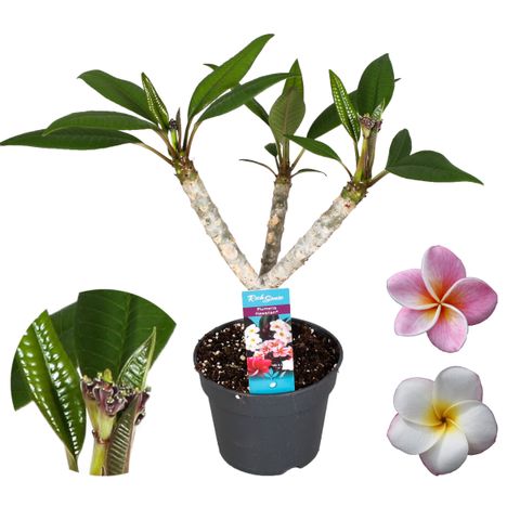 Plumeria MIX