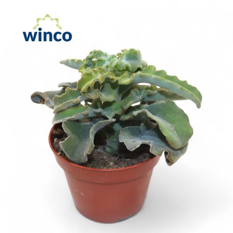 Kalanchoe beharensis 'Maltese Cross'