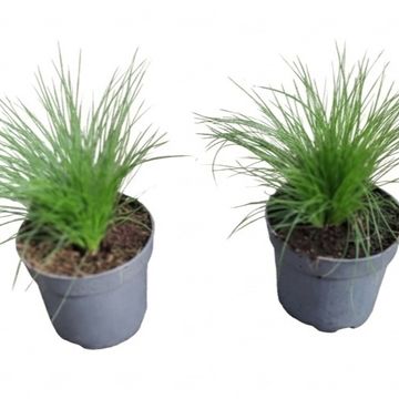 Stipa tenuissima 'Ponytails'