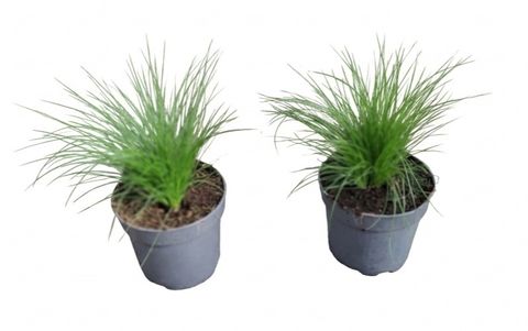 Stipa tenuissima 'Ponytails'