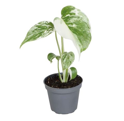 Monstera 'Borsigiana Variegata'