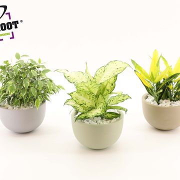 Ετοιμασίες Houseplants