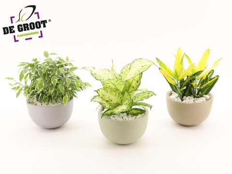 Ετοιμασίες Houseplants