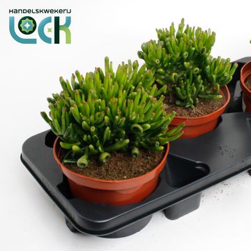 Crassula ovata 'Horntree'