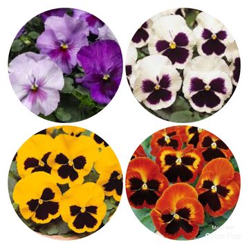 Viola x wittrockiana MATRIX MIX