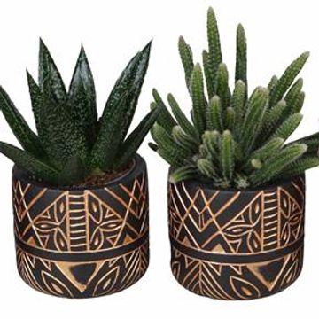 χυμώδη φυτά MIX