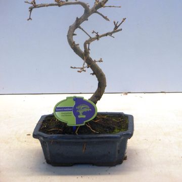 Pseudolarix amabilis