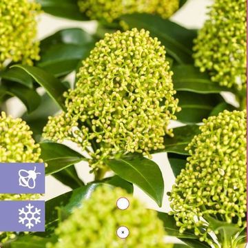 Skimmia japonica WHITE GLOBE