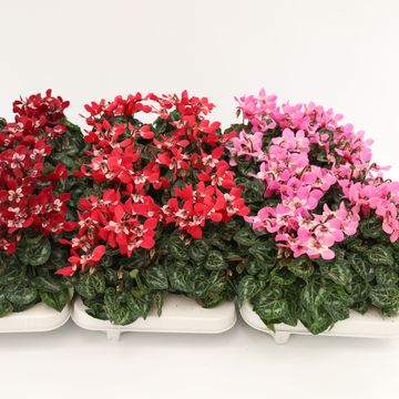 Cyclamen persicum SUPER SERIE DJIX MIX