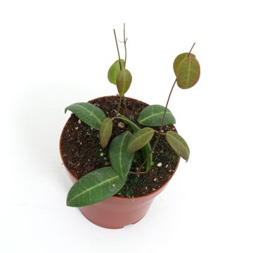 Dischidia lancifolia