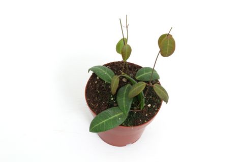 Dischidia lancifolia