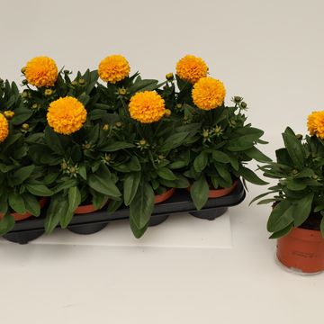 Coreopsis grandiflora SOLANNA GOLDEN SPHERE