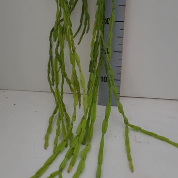 Rhipsalis paradoxa 'Minor'