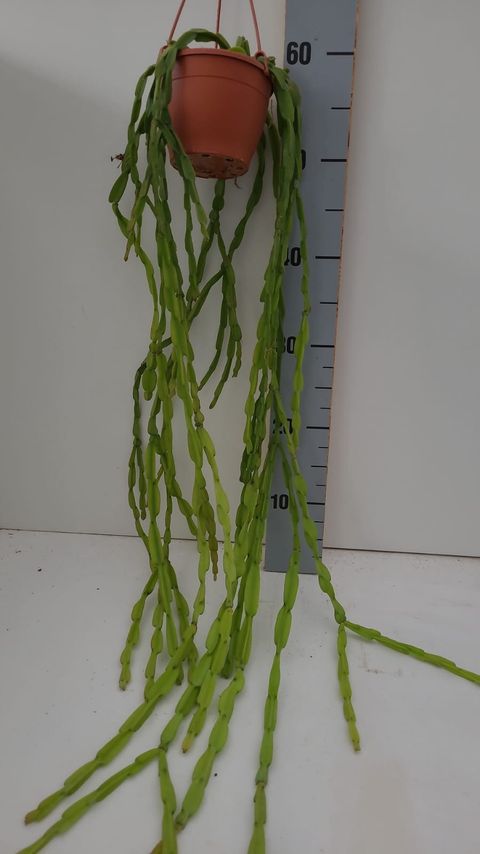 Rhipsalis paradoxa 'Minor'
