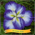 Iris ensata 'Gusto'