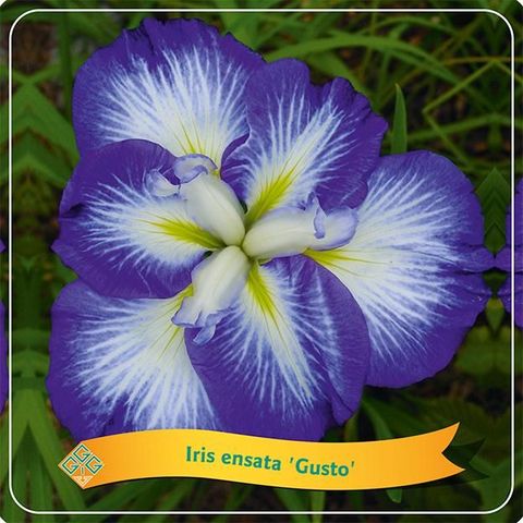 Iris ensata 'Gusto'