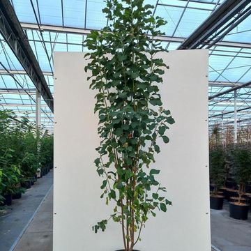 Amelanchier alnifolia 'Obelisk'