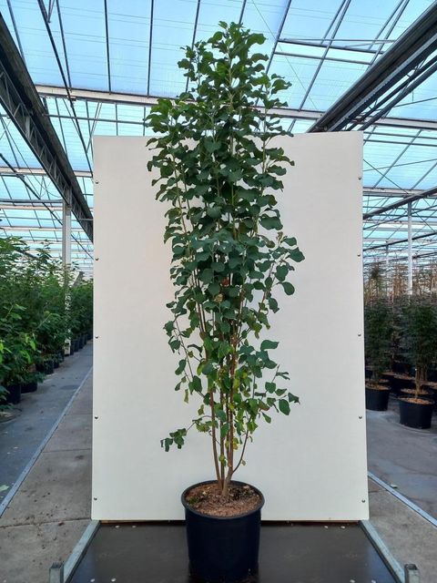 Amelanchier alnifolia 'Obelisk'