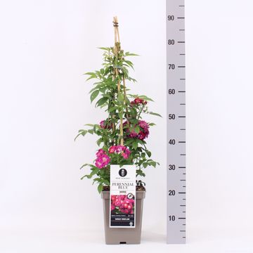 Rosa PERENNIAL BLUE