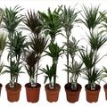 Dracaena MIX