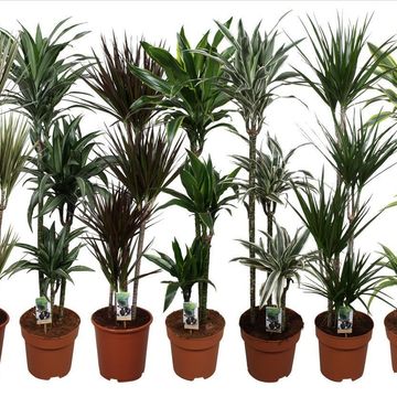 Dracaena MIX