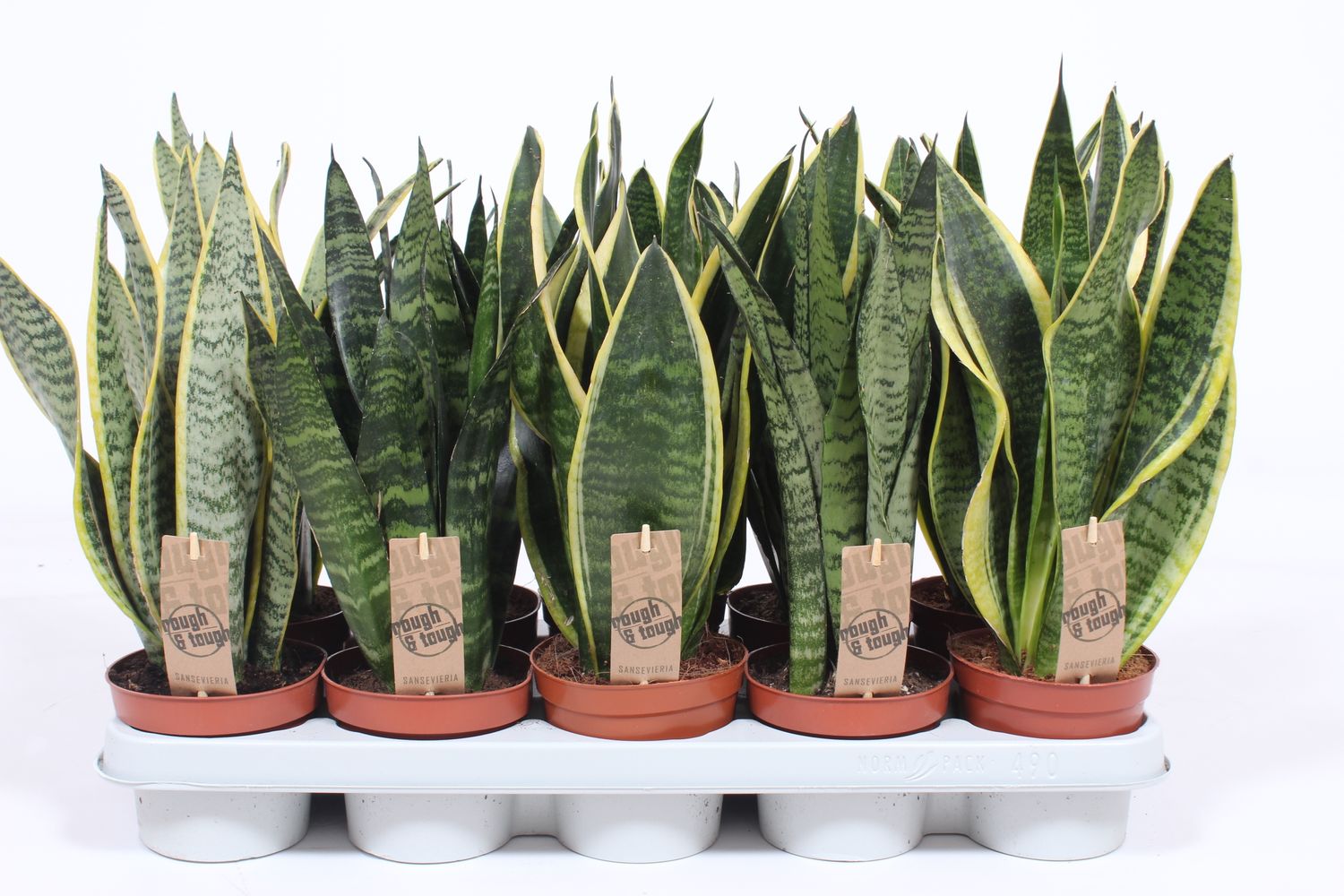 Sansevieria MIX — Plant Wholesale FlorAccess