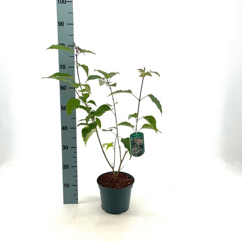 Clerodendrum trichotomum fargesii