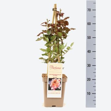 Rosa 'Großherzogin Luise'