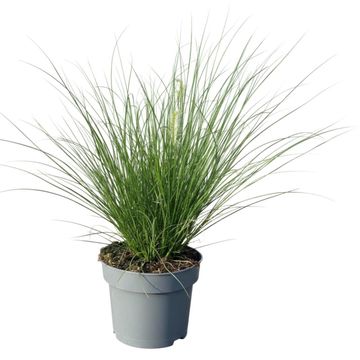 Pennisetum alopecuroides 'Hameln'