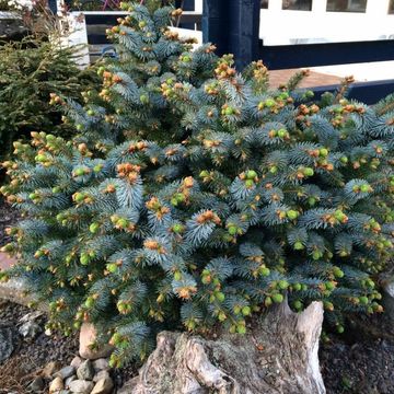 Picea sitchensis 'Tenas'