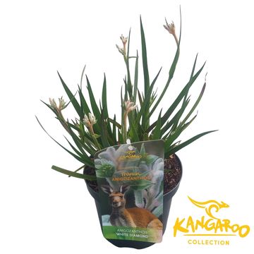 Anigozanthos 'White Diamond'