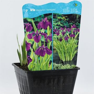 Iris ensata 'Вариегата'