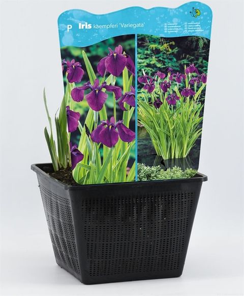 Iris ensata 'Вариегата'