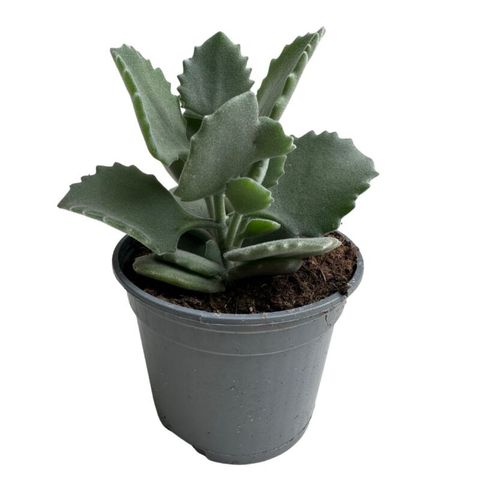 Kalanchoe millottii