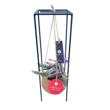 Tradescantia albiflora 'Nanouk'