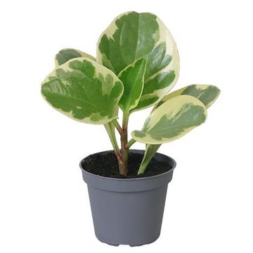 Peperomia obtusifolia 'USA'