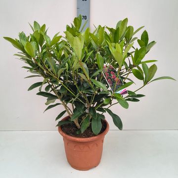 Skimmia japonica 'Rubella'