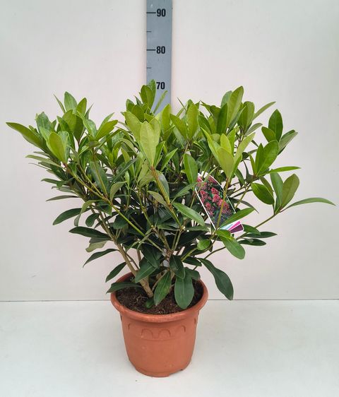 Skimmia japonica 'Rubella'