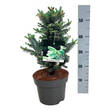 Abies lasiocarpa 'Compacta'