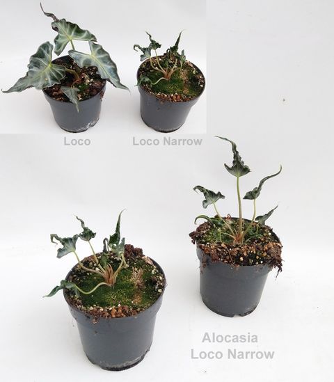 Alocasie 'Loco Narrow'