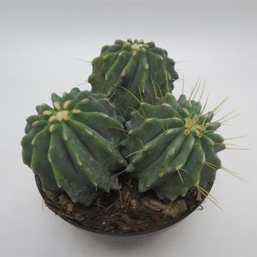 Ferocactus glaucescens inermis