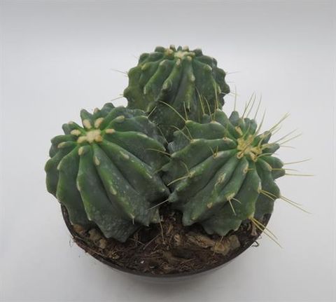 Ferocactus glaucescens inermis