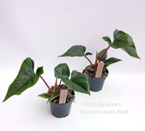 Philodendron squamicaule 'Red'