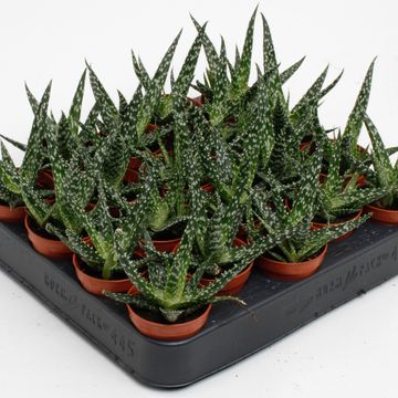 Aloe 'Jaco'
