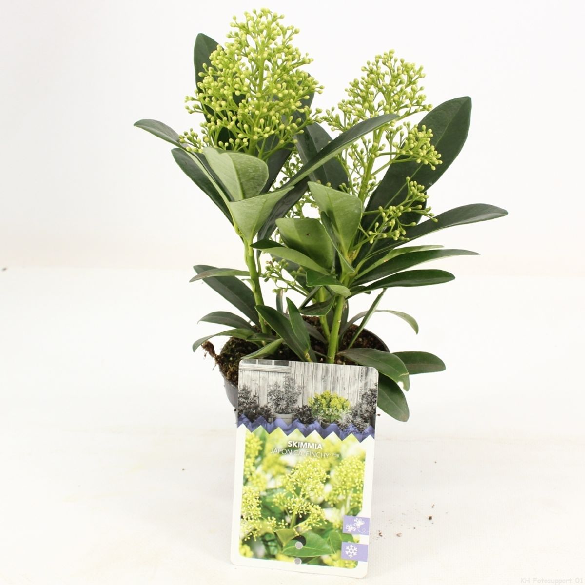 Skimmia japonica 'Pink Dwarf' - Bloem Skimmia Online Kopen - PlantBezorgd
